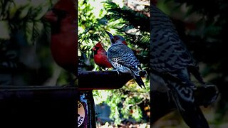 Gray Bird Red Bird! #birds #nature #shorts