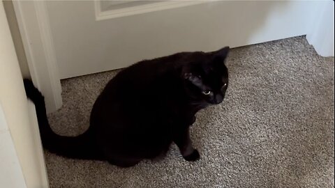 Adopting a Cat from a Shelter Vlog - Cute Precious Piper Takes Her Work Seriously