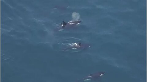 Killer whales spotted swimming off Nantucket in ‘unusual’ sight in New England waters