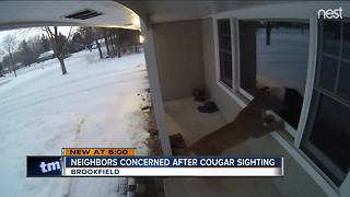 Cougar spotted in Brookfield
