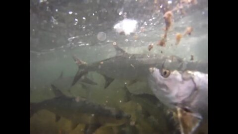 Belize Tarpon Feeding (Underwater Footage)