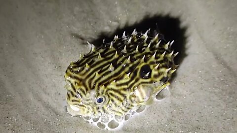 Little Pufferfish didn't want to go back home