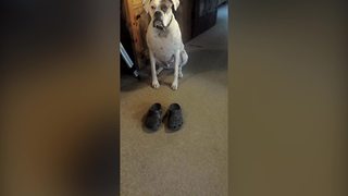 Dog Loves To Wear Crocs