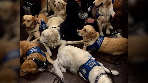 Therapy Dogs Go to Las Vegas After Mass Shooting