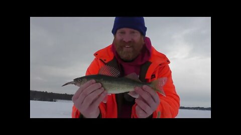 Walleye on the Channel Edge, Ice Fishing Lake Petenwell Walleye | Ice Fishing Wisconsin