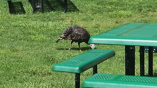 Capitol Reef National Park | Turkey at the Gifford Homestead