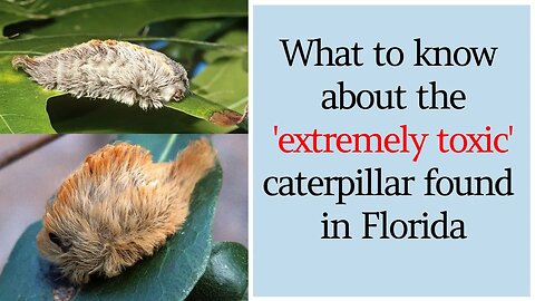 What to know about the 'extremely toxic' caterpillar found in Florida #Flannelmoth #caterpillar