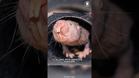 Naked Mole Rat 🐀 The Weirdest Underground Creature