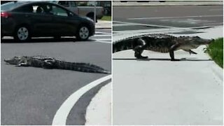 Alligatore in mezzo alla strada in Florida