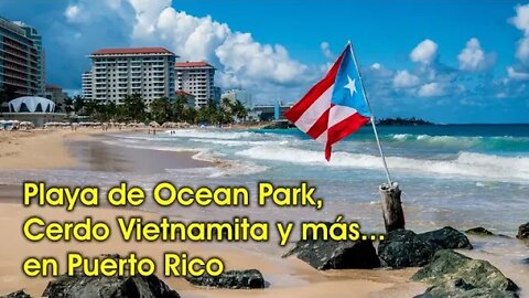 Playa de Ocean Park, Cerdo Vietnamita y más en Puerto Rico