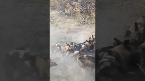 Wild Dogs Eating Warthog Alive