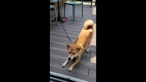 Shiba Inu Wants To Play