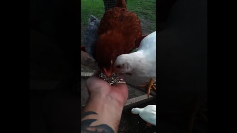 Feeding The BACKYARD CHICKENS/Farm Life Is The Best Life!