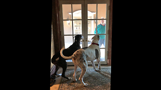 Great Danes go Wild and Crazy Greeting their Dad