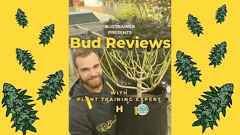 BUD REVIEW: “Grow BIGGER Nugs Using Low Stress Training (Complete Guide)