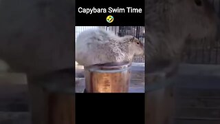 Capybara Swim Time 🤣