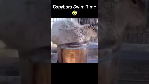 Capybara Swim Time 🤣