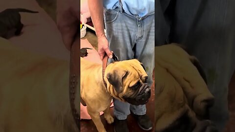 Weighing Ronnie the runt 10-24-23. He's growing !! LonelyCreek bullmastiff