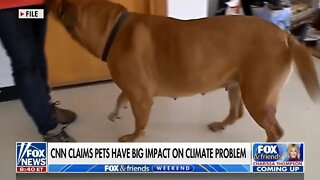 Now They're Claiming Our Pets Have Big Impact On Climate Change