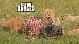 Lion Cubs With A Buffalo Meal | Maasai Mara Safari | Zebra Plains