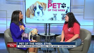 Pet of the Week: Ethel chihuahua mix