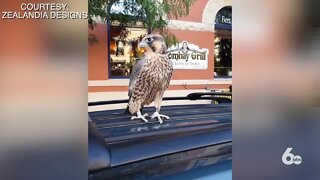 Close encounter with a peregrine falcon in downtown gives Boise woman hope