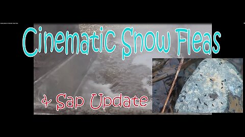 Spring Rains & Cinematic Snow Fleas