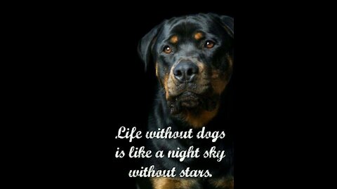 Life Without Dogs Is Like A Night Sky Without Stars