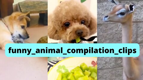 funny animals video just for fun #funnyanimalsvideo #dog #cat #horse #viral