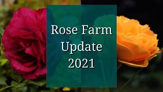 Rose Farm Update 2021