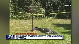 Alligator spotted next to alligator warning sign in Tampa