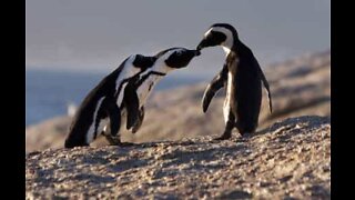 なぜペンギンがかわいいのかを知る