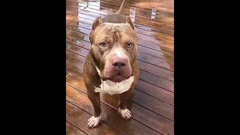 Amazing Beautiful Pitbull's! #Shorts #ytshorts #UbertainmentFun #Dogs #Animals #Fun