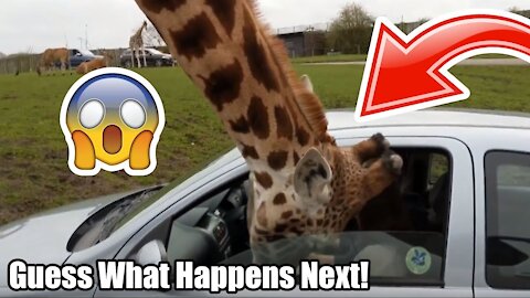 Giraffe smashes car window, after its head gets trapped!