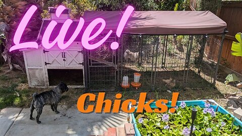 Copy of Live! Week 7 - Baby 🐥 Silkie 🐣 Chickens 🐤