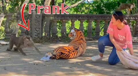 Pranking a Monkey with a Fake Tiger