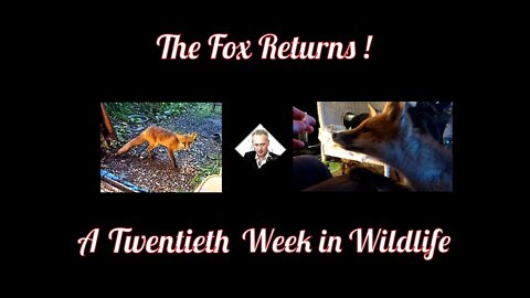 A Twentieth Week In Wildlife - The Fox Returns !