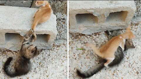 Two Kittens Playing Near A Hollow Block,