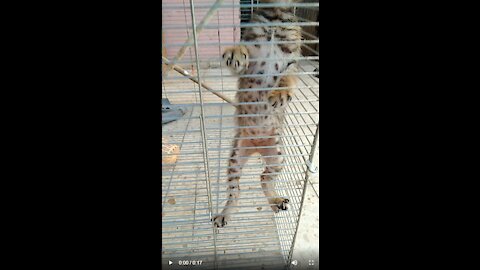 baby Cat in a Cage