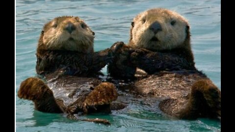 Otters Swimming While Holding Hands