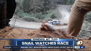 Snail captivated by car race?