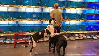 Goofy Great Dane Puppy Isn't Too Sure About Fish