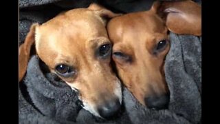 Dogs in love cuddle up in bed