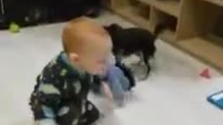 Baby and dog play adorable game of tug-of-war