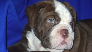 Rare chocolate colored English bulldog puppy