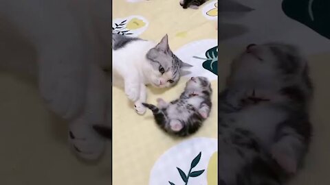 mommy cat hugs baby kitten having a nightmare | Love baby Cat
