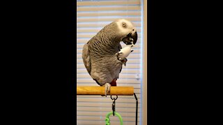 Grey parrot snacks on eggs