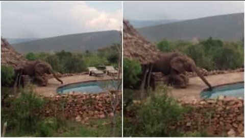 Elephant sneaks into hotel to drink water from the pool
