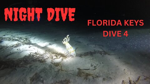 Florida Keys NIGHT Dive