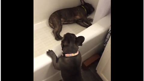 French Bulldog Uses Bathtub To Hide From Annoying Puppy